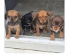 Chiweenie