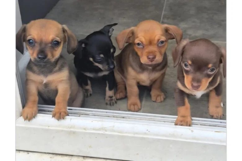 Chiweenie