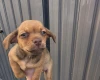 Chiweenie
