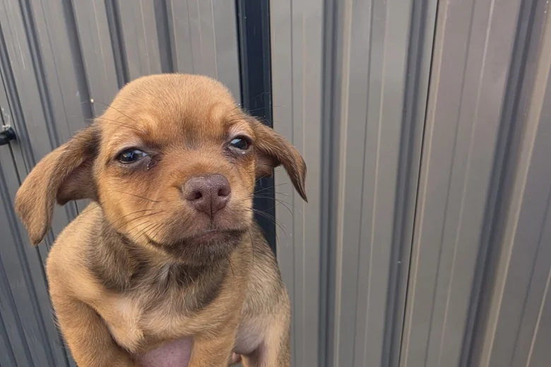 Chiweenie