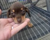 Chiweenie