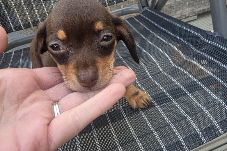 Chiweenie
