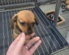 Chiweenie