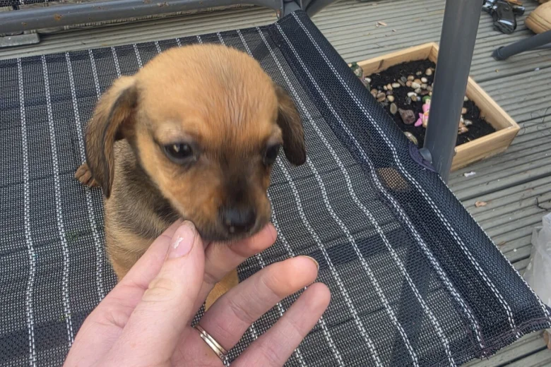 Chiweenie