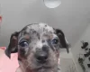 Chiweenie