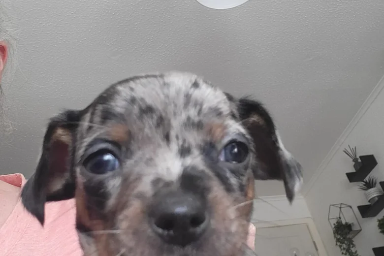 Chiweenie