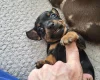 Chiweenie