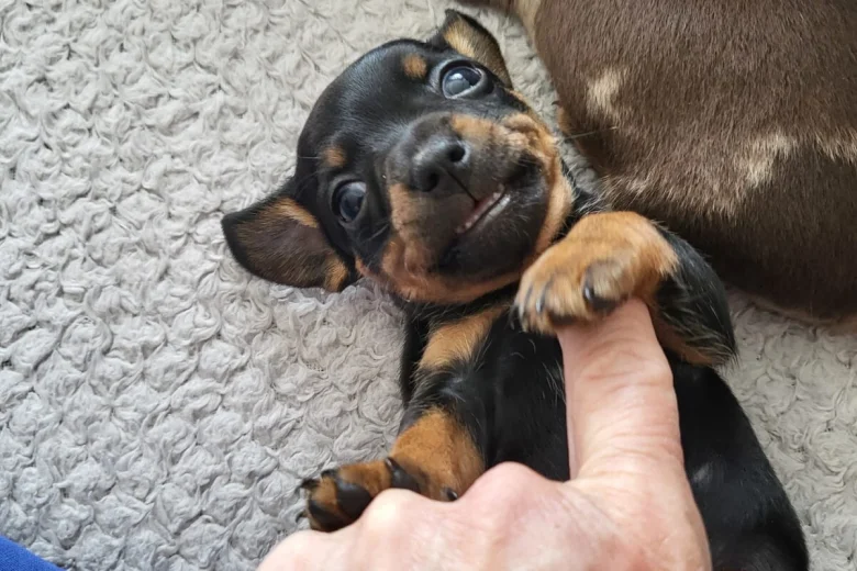 Chiweenie