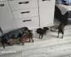 Chiweenie