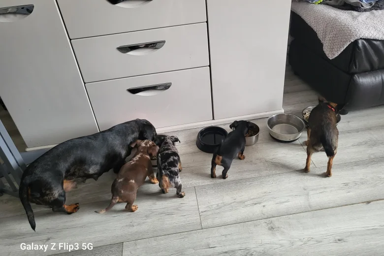 Chiweenie