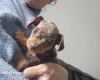 Chiweenie