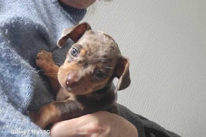 Chiweenie
