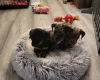Chiweenie