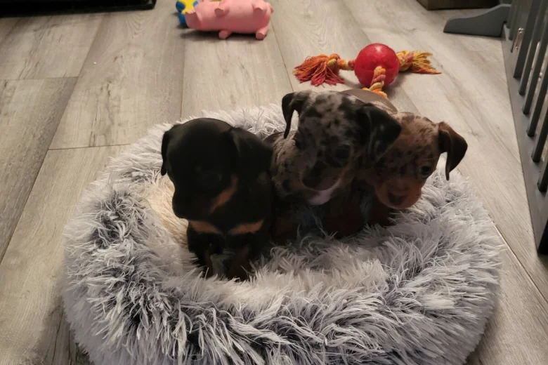Chiweenie