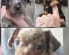 Chiweenie