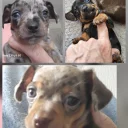 Chiweenie