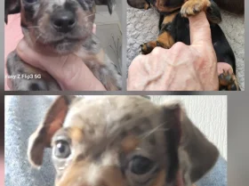 Chiweenie