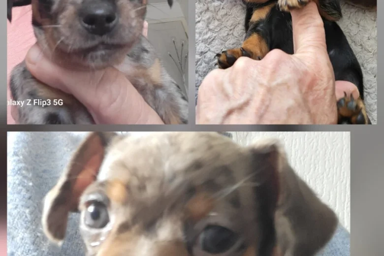 Chiweenie