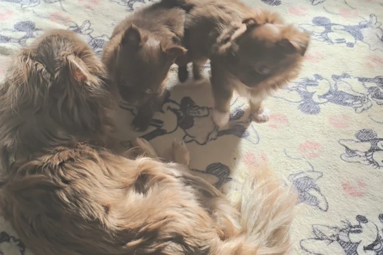 Chihuahua