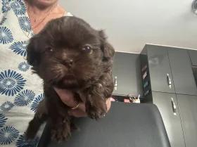 Shih Tzu