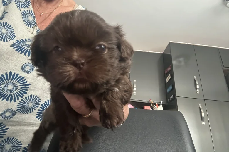Shih Tzu