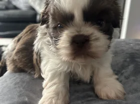 Shih Tzu