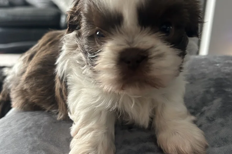 Shih Tzu
