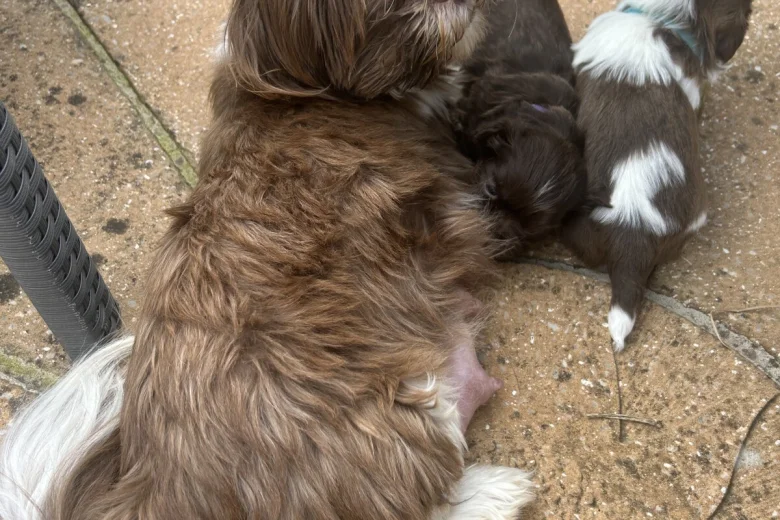 Shih Tzu