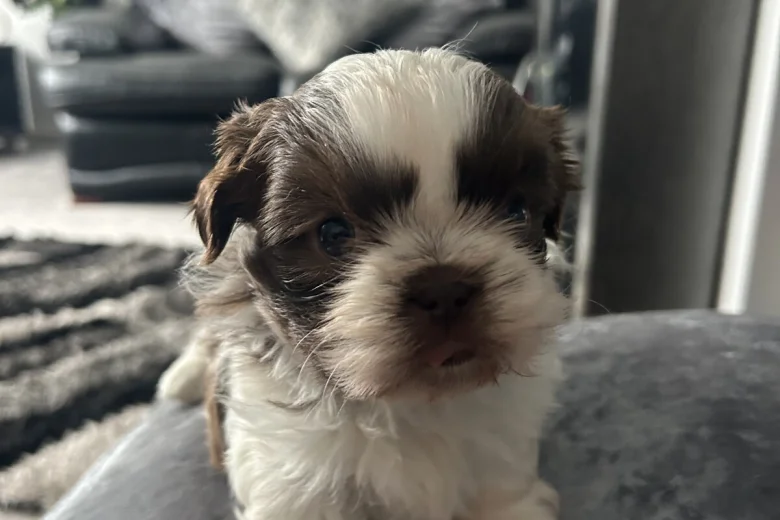 Shih Tzu