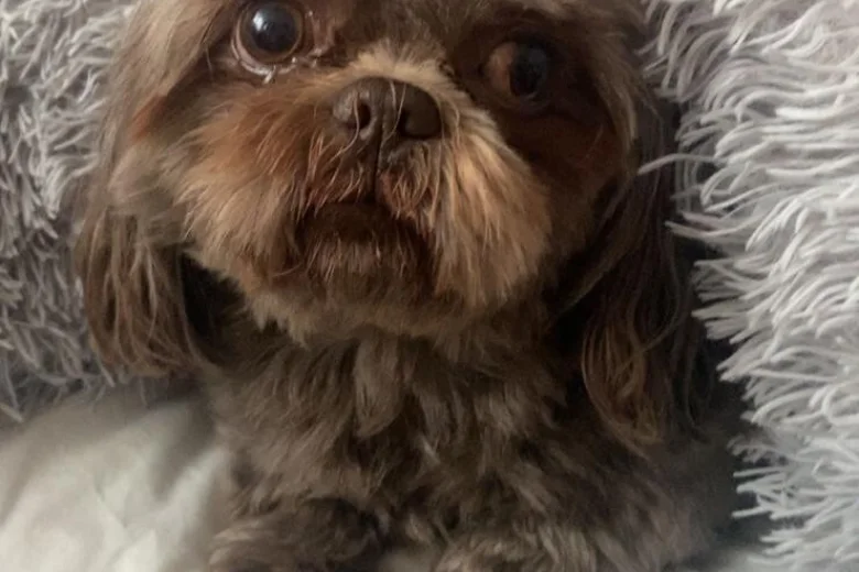 Shih Tzu