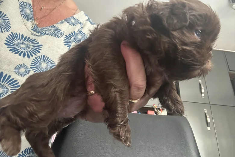Shih Tzu