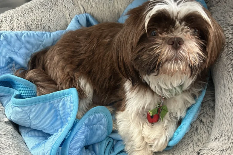 Shih Tzu