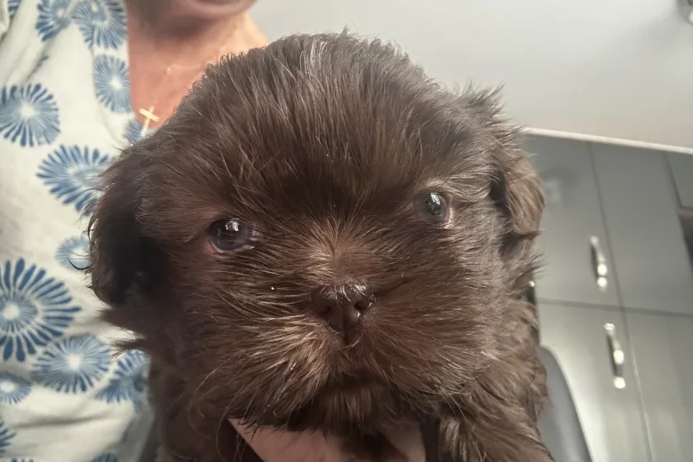 Shih Tzu