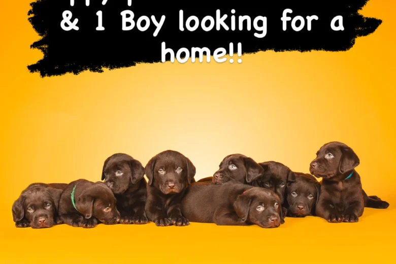 Labrador Retriever