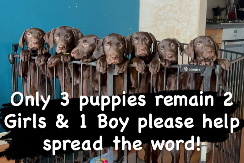 Labrador Retriever