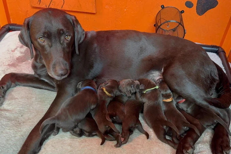 Labrador Retriever