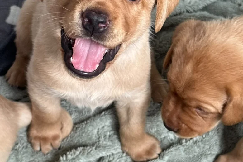 Labrador Retriever