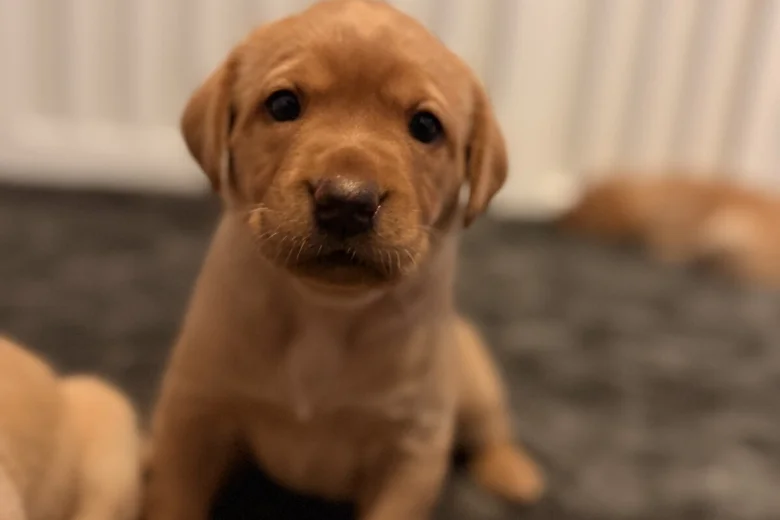 Labrador Retriever