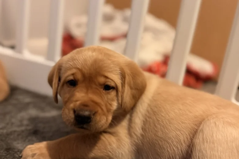 Labrador Retriever