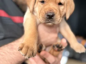 Labrador Retriever