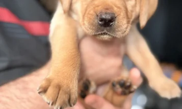 Labrador Retriever