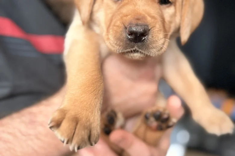 Labrador Retriever