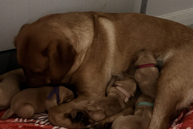 Labrador Retriever