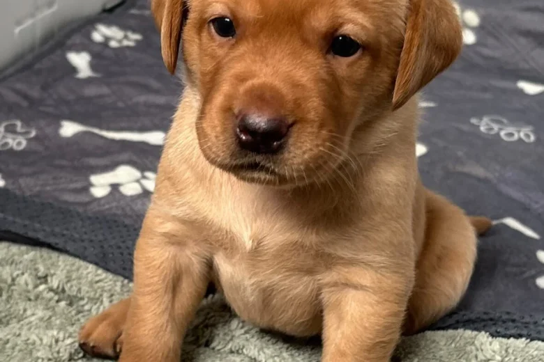 Labrador Retriever