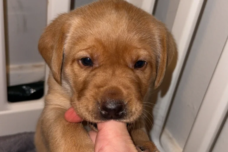 Labrador Retriever