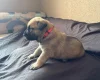 Presa Canario