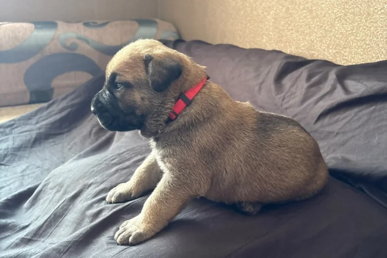 Presa Canario