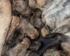 Presa Canario