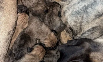Presa Canario