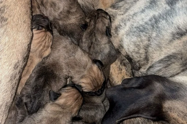 Presa Canario